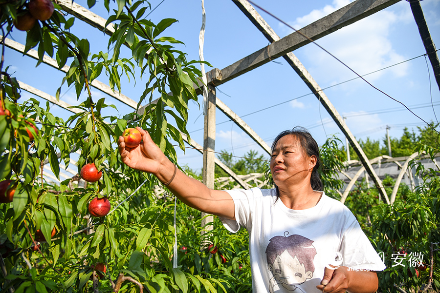 周巧真家的3亩油桃喜获丰收。人民网 李希蒙摄