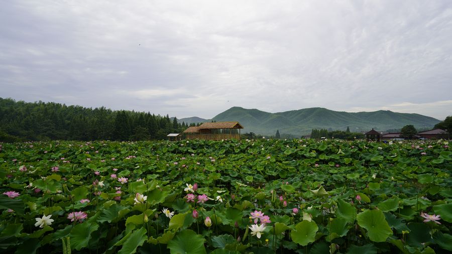 荷花绽放，夏意满塘。纪昊摄