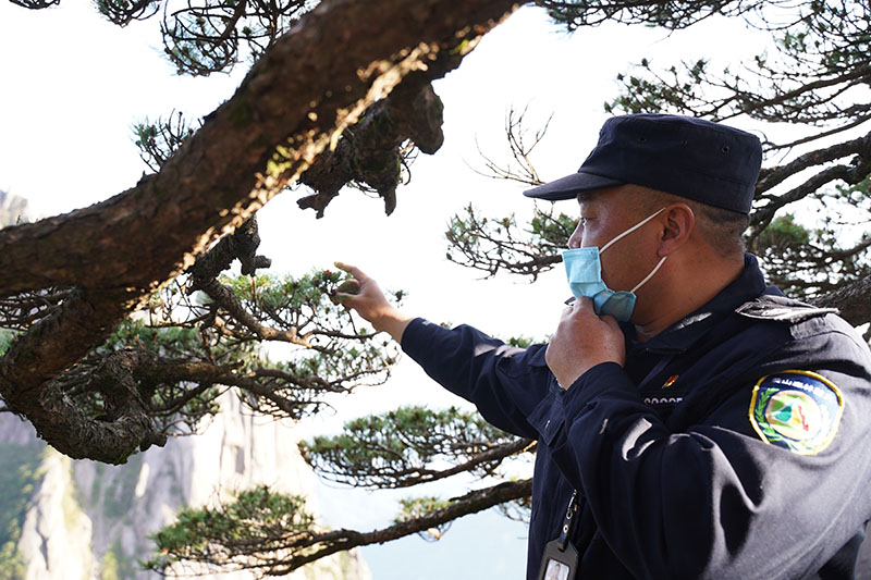 胡晓春在向记者介绍迎客松的近况。 吴焰 摄