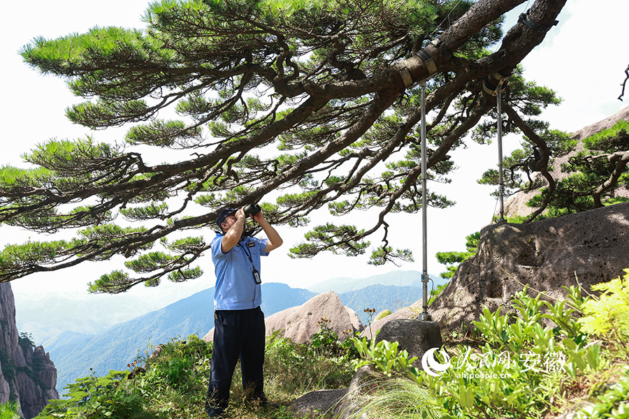 黄山迎客松守松人胡晓春通过望远镜检查迎客松高处枝干生长情况。人民网 张俊摄