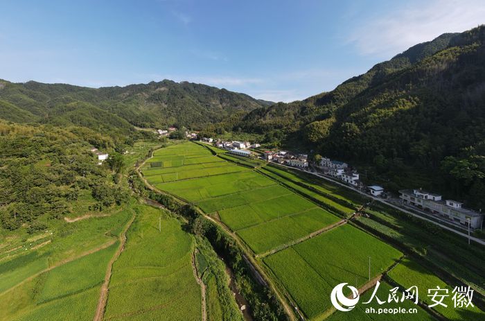 詹福明流转承包土地种植的水稻。人民网 王锐摄