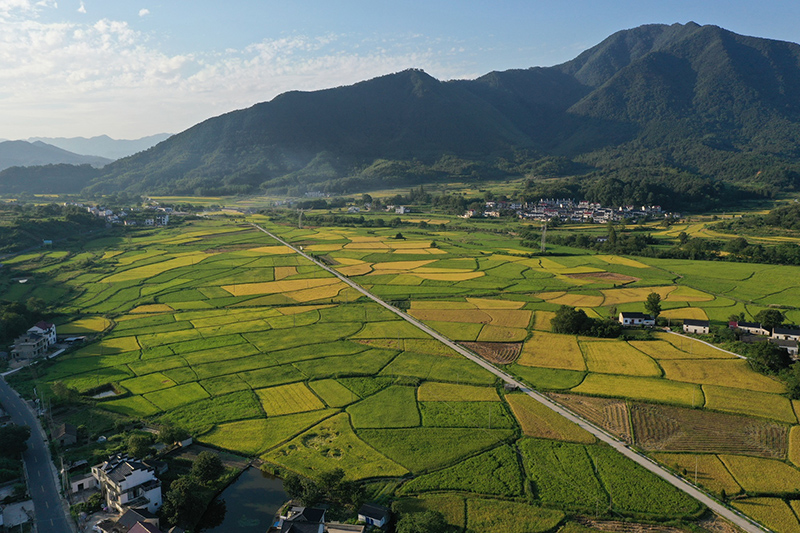 黄山市黄山区新丰乡。黄山市交通运输局供图