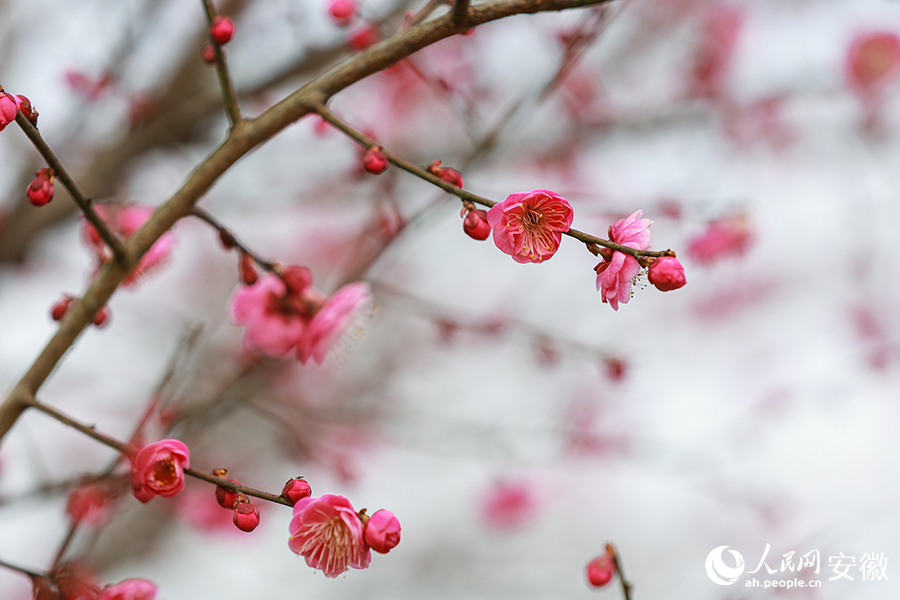 朵朵梅花如霞似火。人民网 张俊摄