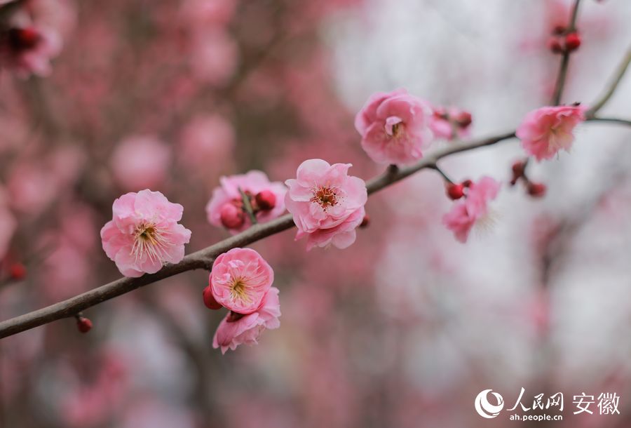 枝头盛开的梅花。人民网 王晓飞摄