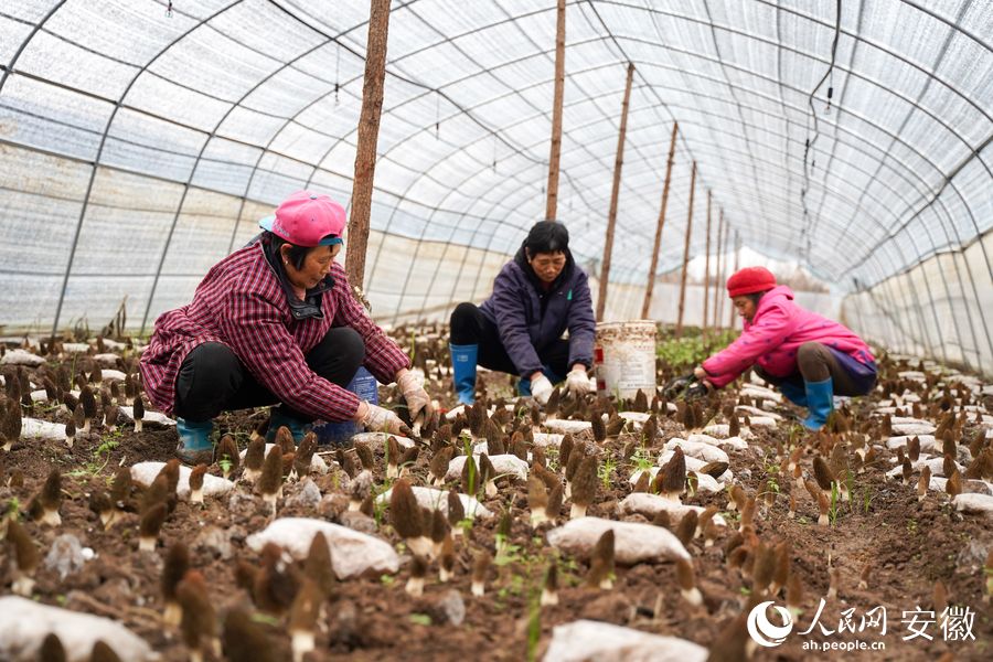 东至县胜利镇吉阳村羊肚菌种植大棚里村民们正在采摘。人民网 王锐摄