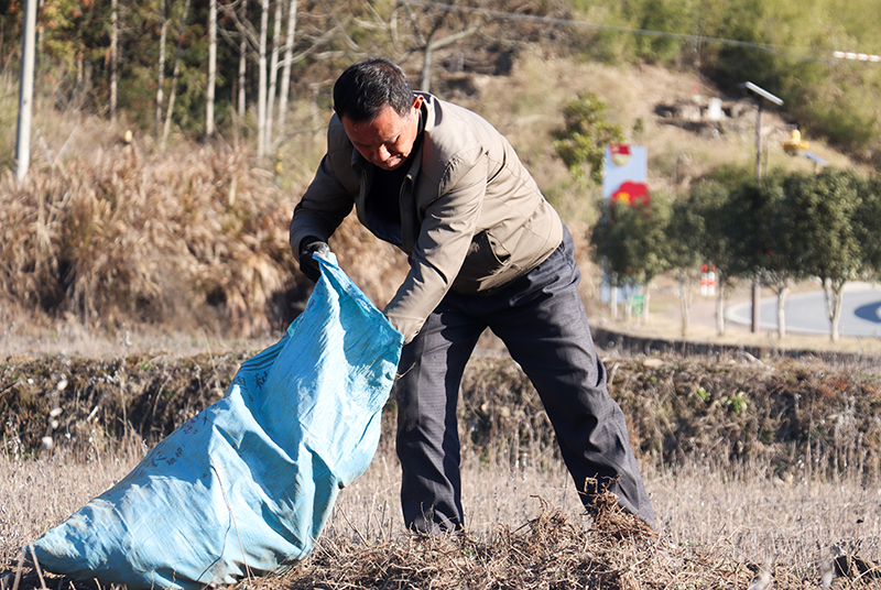 村民正在收获艾草。董红艳摄