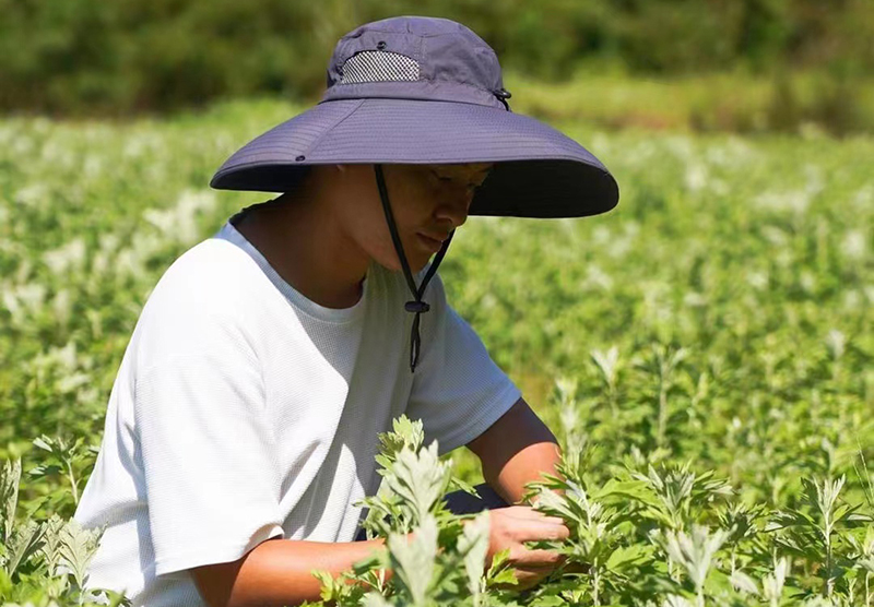 张旭正在艾草田里查看艾草长势。董红艳摄