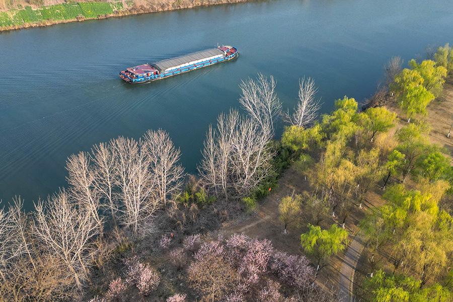 樱花盛开，沙颍河畔风景如画。陶俊摄