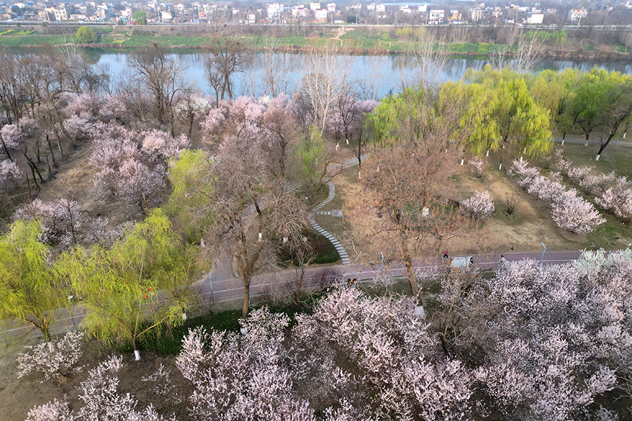 樱花盛开，风景如画。陶俊摄