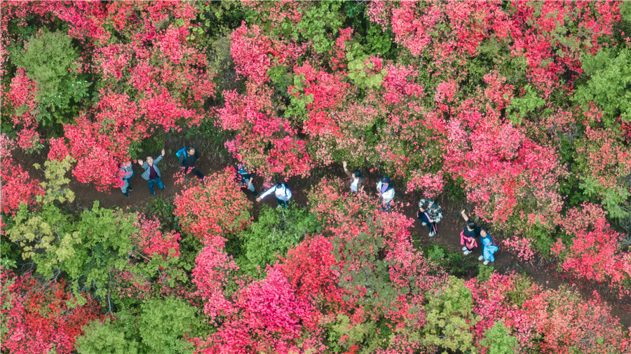 盛开的野生高山映山红。朱学文摄