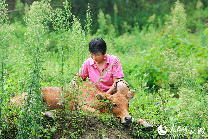 妻子汪晓萍照看牛犊。人民网记者 张俊摄