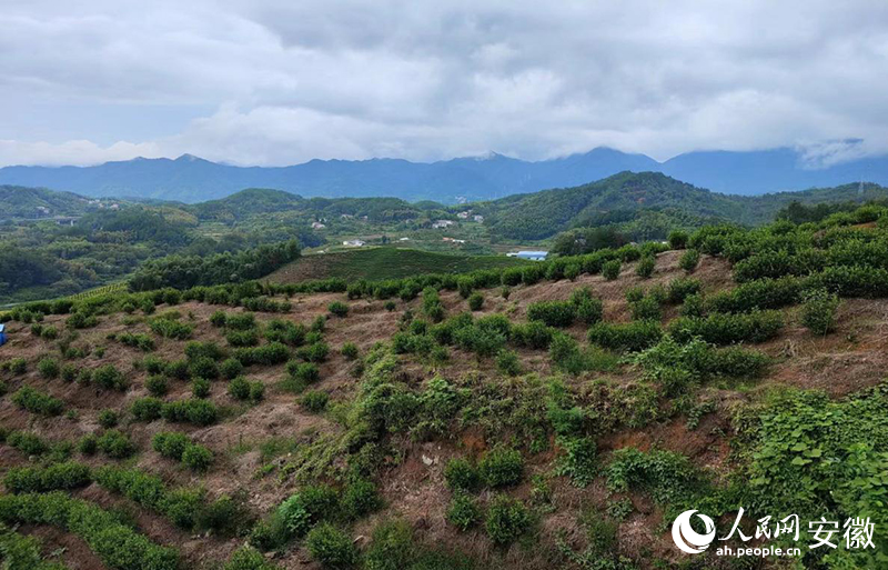 旌德县旌阳镇柳溪村白茶种植基地。人民网记者 李阔摄