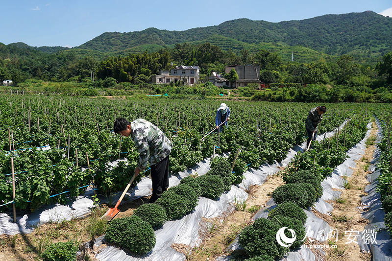 百华菊花基地。人民网记者 陈若天摄