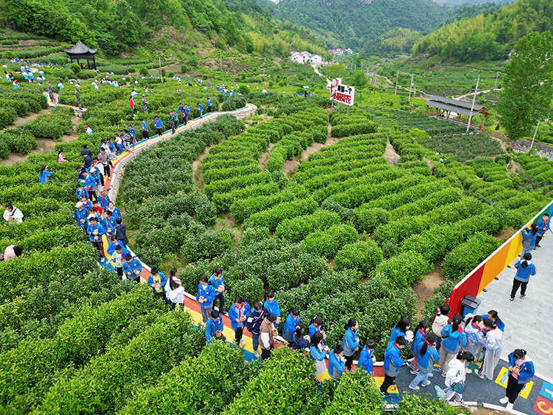 岳西县黄尾镇悦溪茶谷