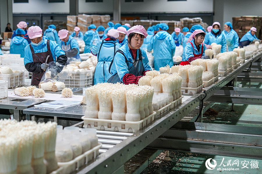 年产13万吨食用菌项目生产现场。人民网记者 苗子健摄