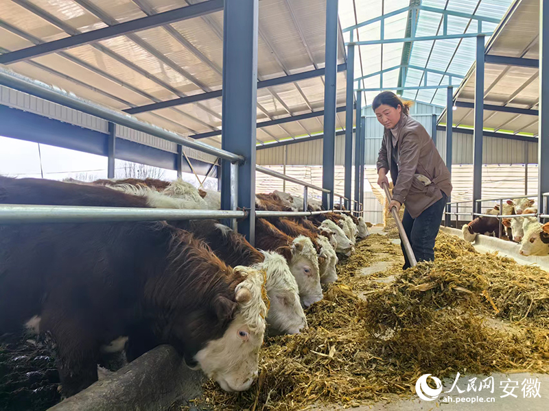 李春侠在给牛添饲料。人民网记者 韩震震摄