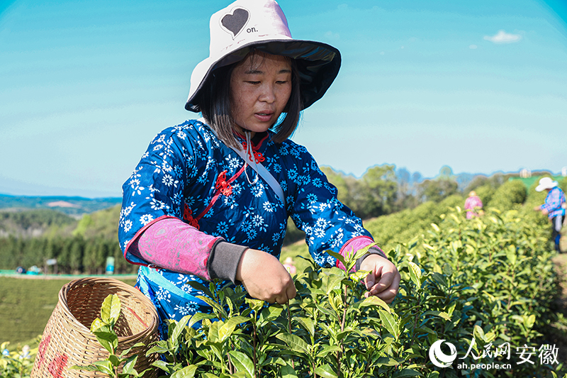 会写诗的王曦在茶园里采摘春茶。人民网记者 张俊摄