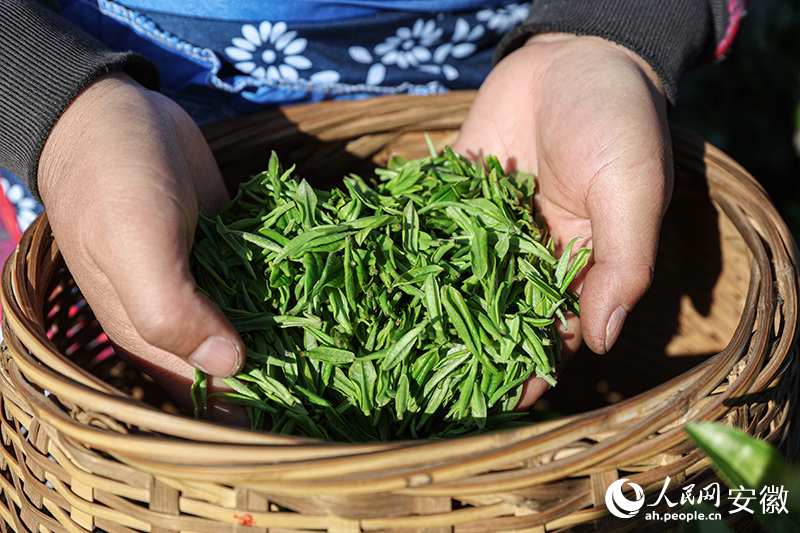 摘下的春茶鲜叶。人民网记者 张俊摄