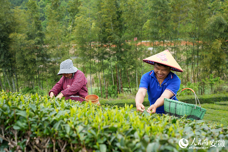 茶园笑声。人民网记者 王锐摄