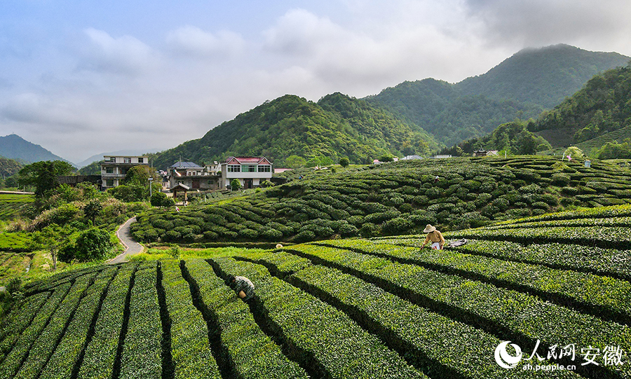 葛公镇桥联村，茶农正忙着抢摘新冒出尖的茶叶嫩芽。人民网记者 王锐摄