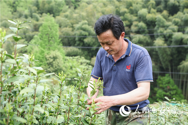 开采以来，吴世林的节奏就是白天采茶、晚上炒茶。人民网记者 张俊摄