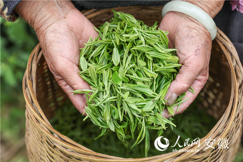 高山春茶鲜叶。人民网记者 张俊摄