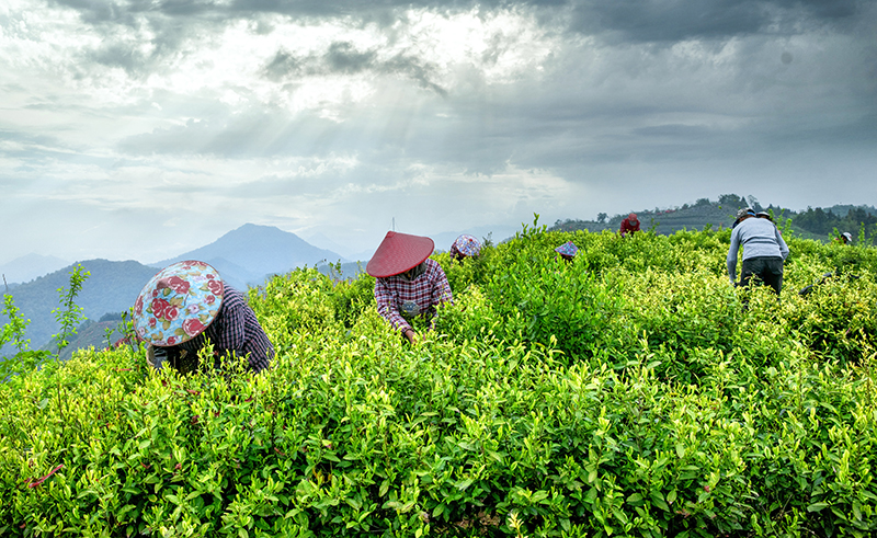 绩溪县上庄镇的高山茶园。章晓璇摄