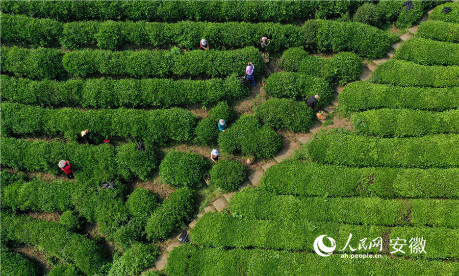 采茶工在云上茶园采摘鲜叶。人民网记者 张俊摄