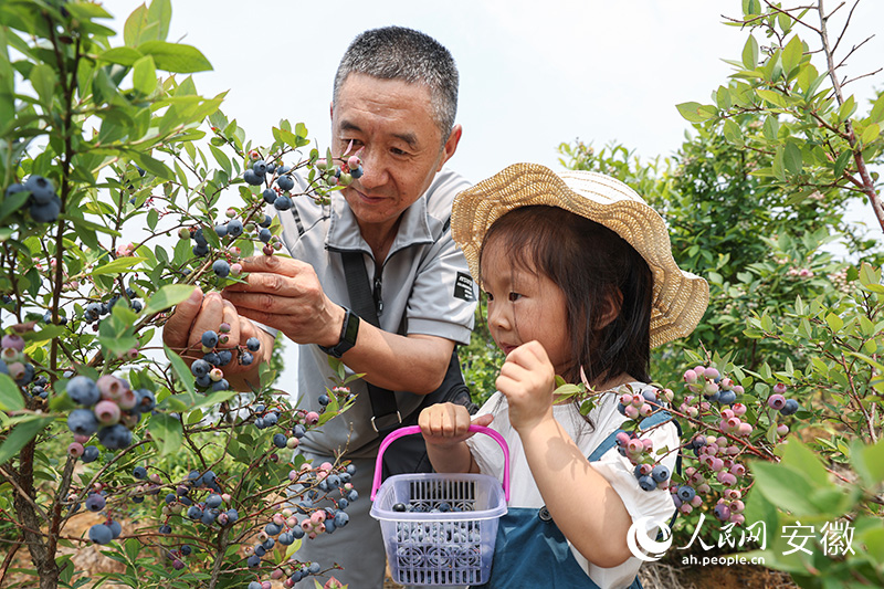 小游客在家长的陪同下，尽情享受初夏的“莓”好时光。人民网记者 张俊摄